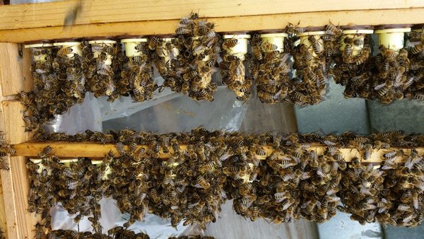 Bioland Bienenkönigin  2024 Carnica standbegattet