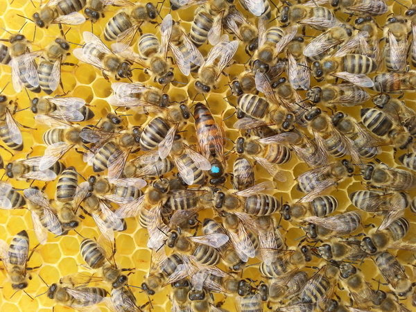 Bioland Bienenvolk